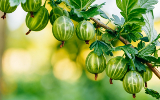 Сорт крыжовника Морячок