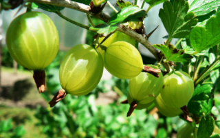 Сорт крыжовника северный виноград