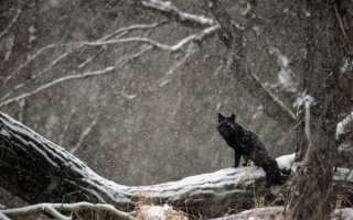 Черная лиса