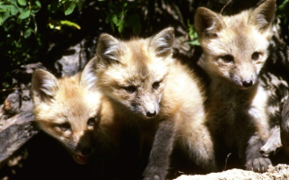 Лисята у норы