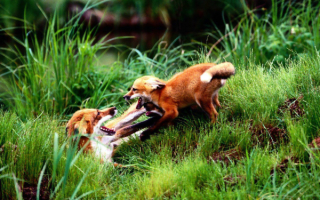 Лисята играют