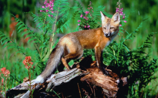 Молодая лиса