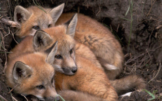 Три лисенка