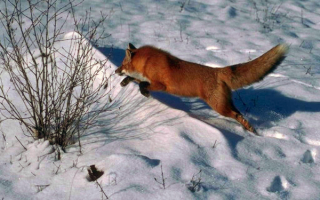 Лиса взяла след