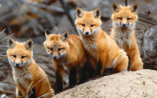 Лисиное потомство