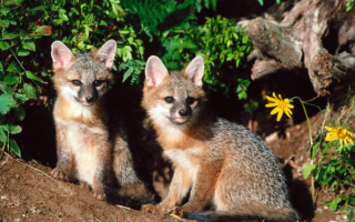 Два лисенка