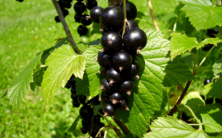 Ветка черной смородины