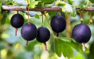 Йошта -гибрид чёрной смородины, крыжовника растопыренного и крыжовника обыкновенного