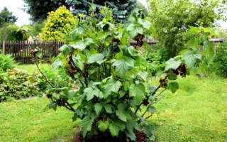 Куст черной смородины на даче