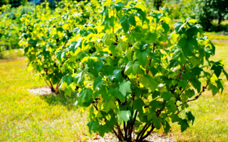 Куст черной смородины