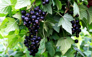 Смородина Белорусская сладкая