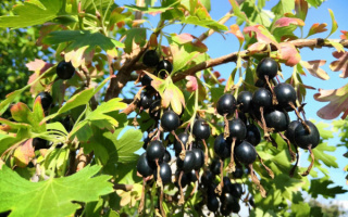 Смородина аамериканская