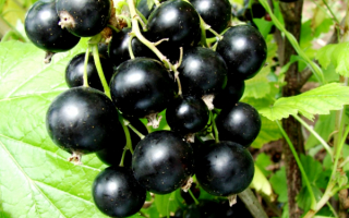 Смородина чёрная Вернисаж