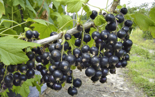 Смородина чёрная Литвиновская