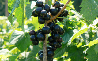 Смородина чёрная Санюта