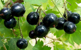Смородина черная  Лючия
