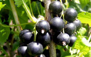 Смородина черная Багира