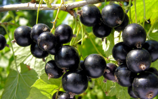 Смородина черная алтайская