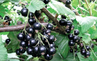 Смородина черная Селеченская