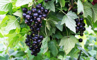 Смородина черная Сибилла куст