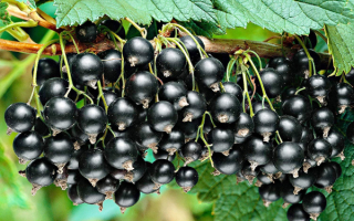 Смородина черная Титания
