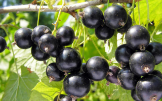 Смородина черная Лентяй