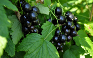 Смородина черная добрыня