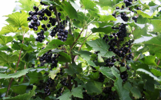 Смородина черная куст