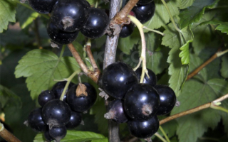 Смородина черная ленинградский великан