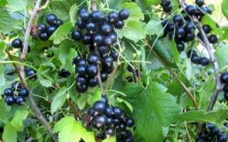 Смородина черная сорт ядрёная