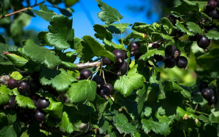 Смородина черная