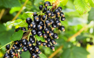 Смородина юбилей алтая