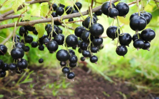 Сорт смородины Дачница