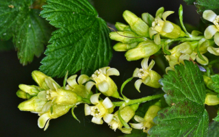 Цветы черной смородины