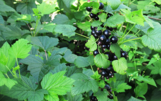 Чёрная смородина Гулливер куст