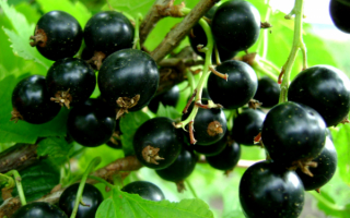 Черная смордина сорт суйга