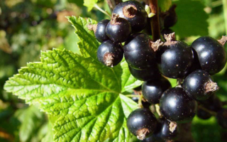 Черная смородина Болеро