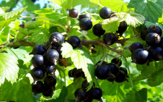 Черная смородина Добрыня