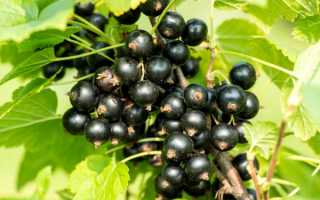 Черная смородина Изюмная