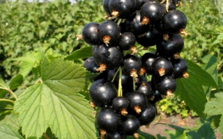 Черная смородина Кипиана