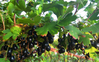 Черная смородина американская