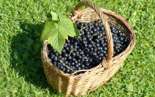 Черная смородина в корзине