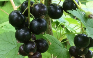 Черная смородина геркулес