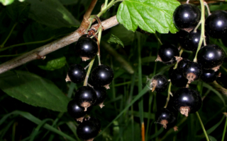 Черная смородина дачница
