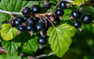 Черная смородина ника