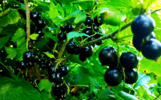 Черная смородина сорт виноградная