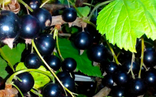 Черная смородина сорт Перун