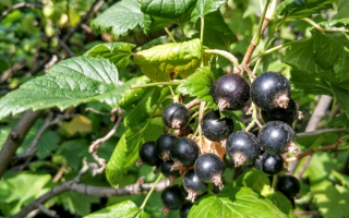 Черная смородина уссурийская