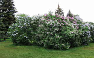 Кусты сирени в лесопарке