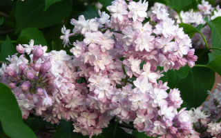 Сирень Антуан Бюхнер